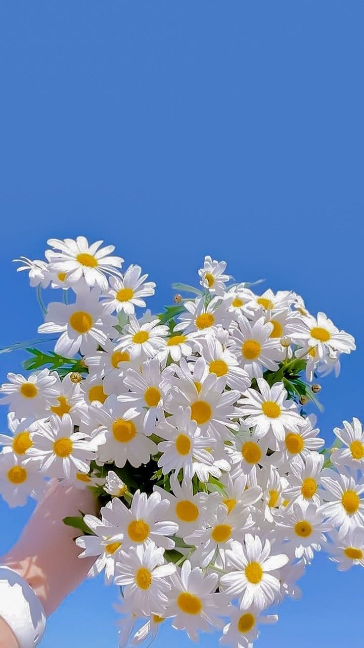 Floral #1 - Sakura Symphony